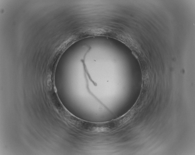 X0000072970360200608041224