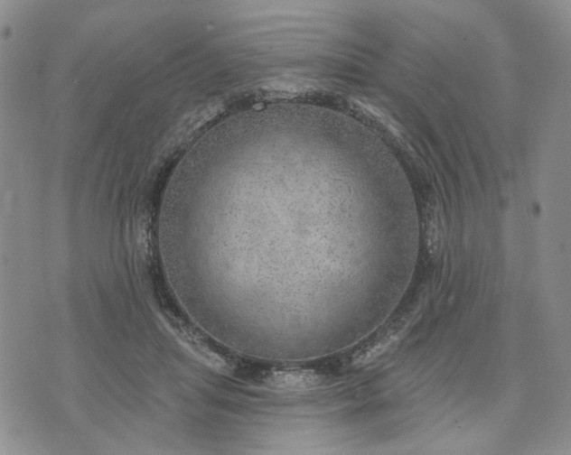 X0000072970455200608041222