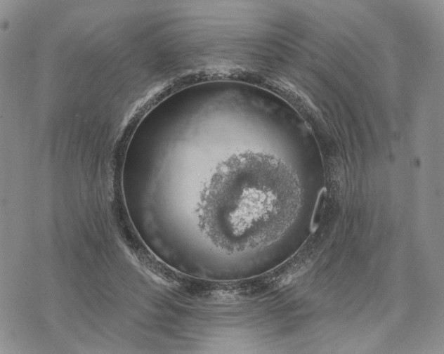 X0000072970496200608041221