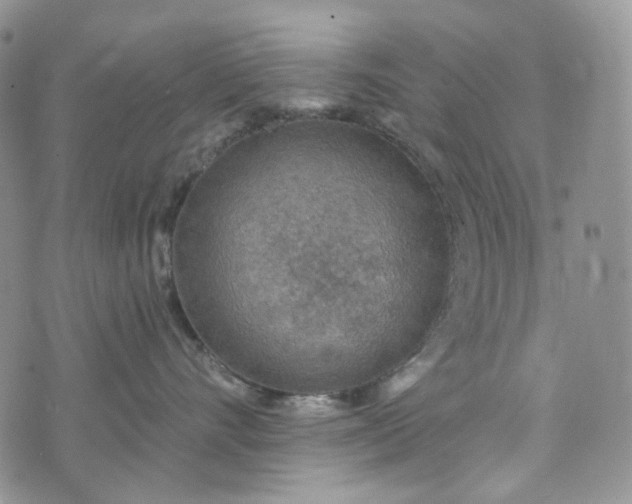 X0000072970528200608041221