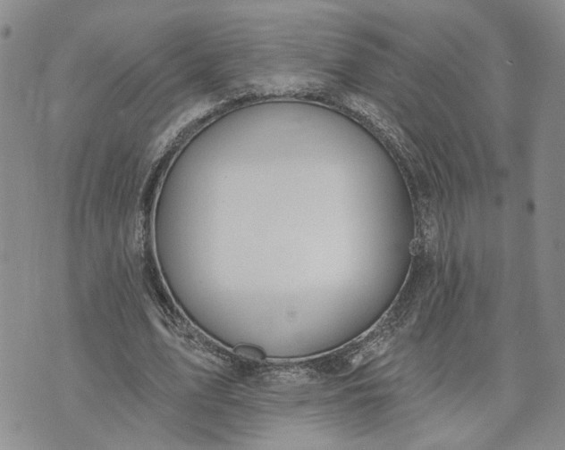 X0000072970583200608041220