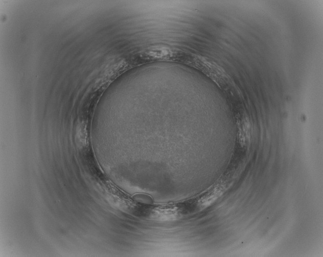 X0000072970606200608041220