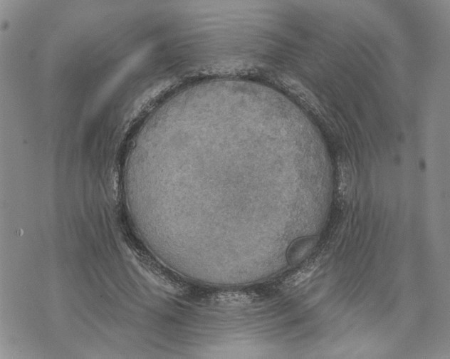 X0000072970636200608041219