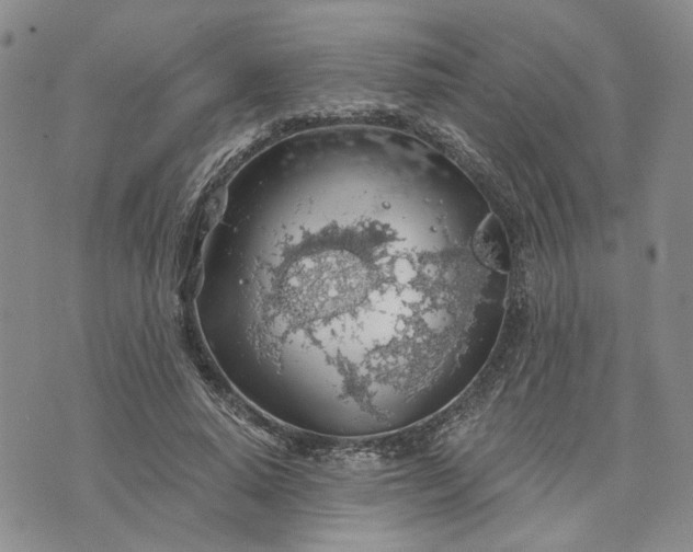 X0000072970640200608041219