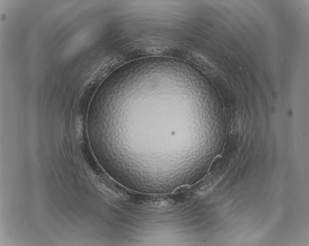 X0000072970646200608041219