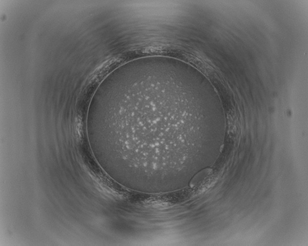 X0000072970648200608041219