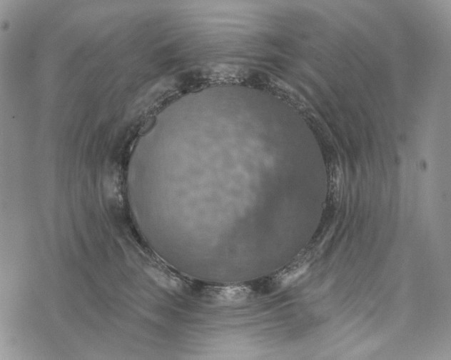 X0000072970663200608041219