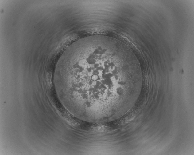 X0000072970695200608041218