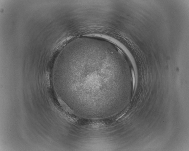 X0000072970696200608041218