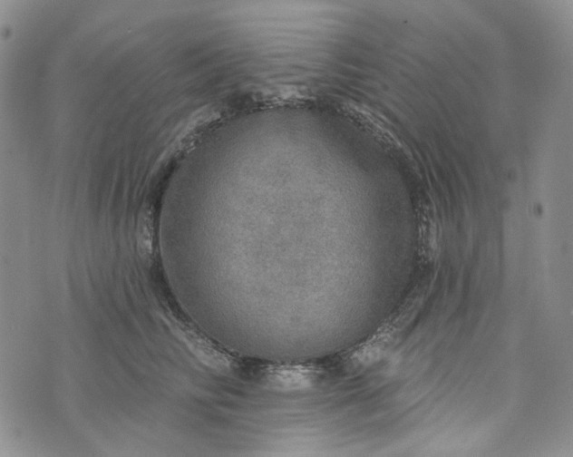 X0000072970710200608041218