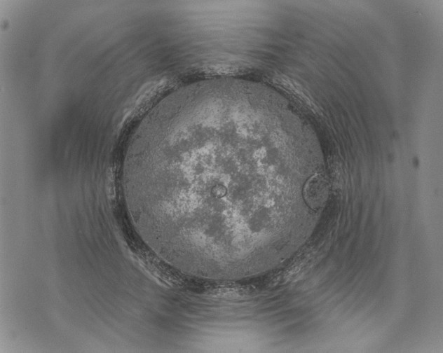 X0000072970738200608041217