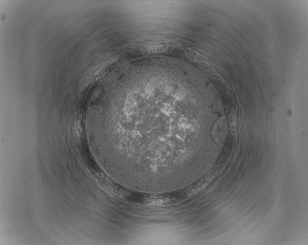 X0000072970746200608041217