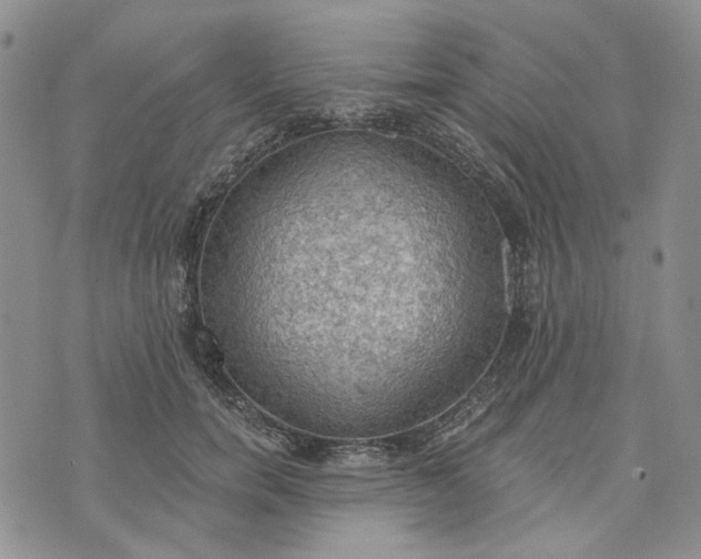 X0000072970750200608041218