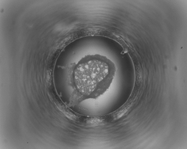 X0000072970759200608041218