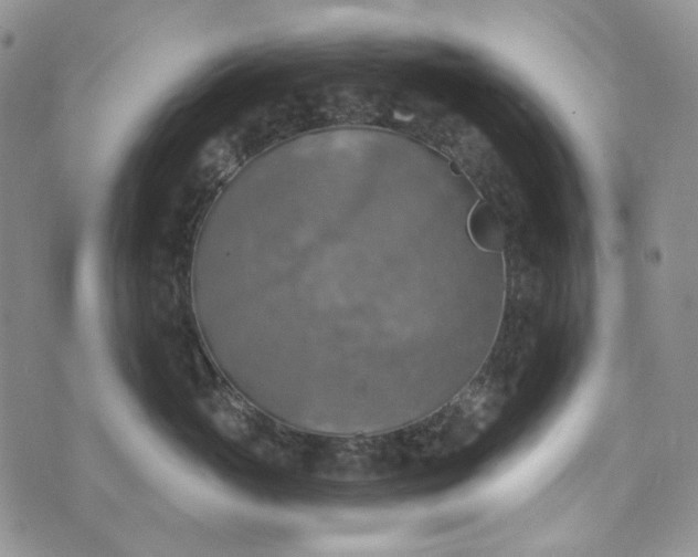 X0000072970765200608041218