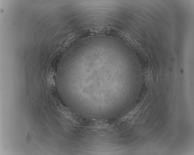 X0000072970770200608041217