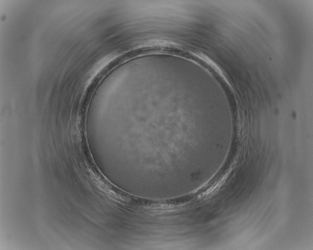 X0000072970783200608041217