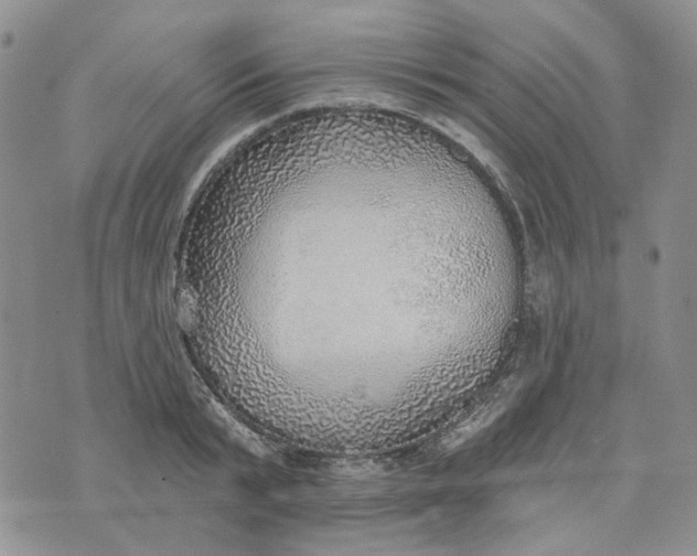 X0000072970799200608041217