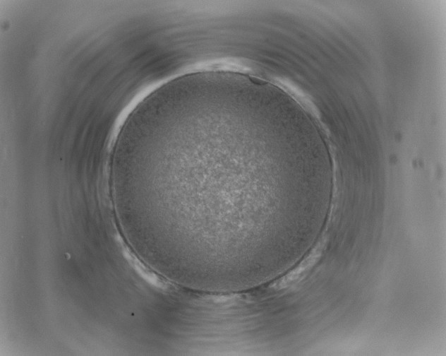 X0000072970816200608041216