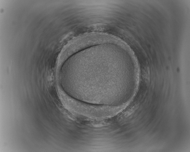 X0000072970818200608041215