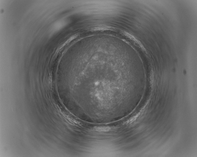 X0000072970825200608041216