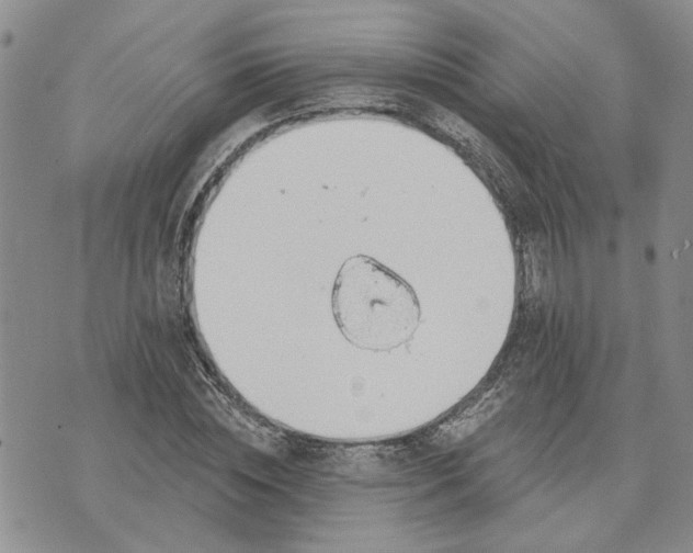 X0000072970828200608041216