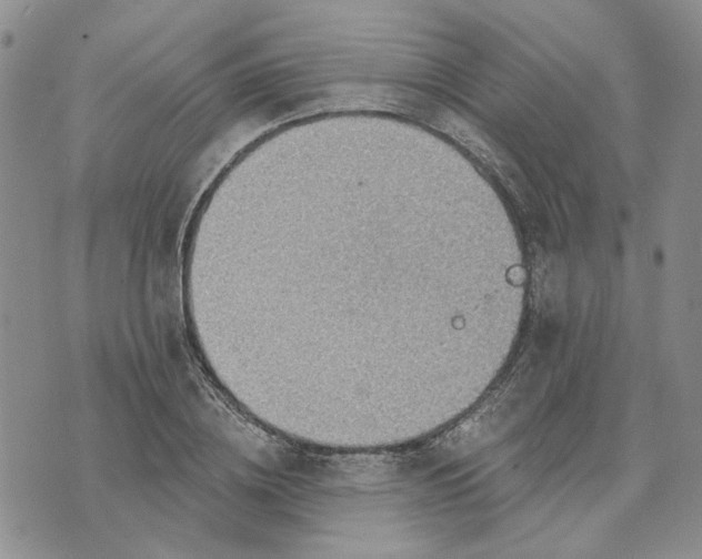 X0000072970836200608041216