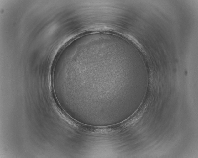 X0000072970840200608041216