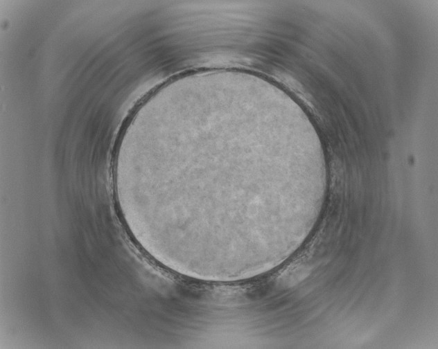 X0000072970848200608041216