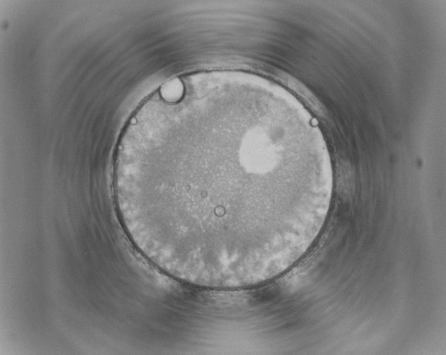 X0000072970856200608041216