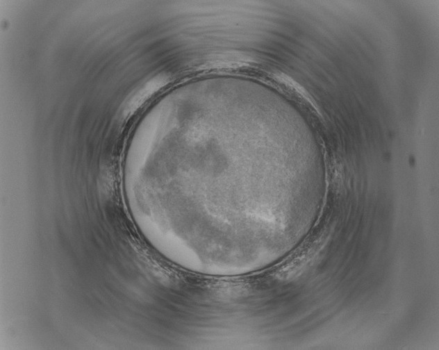 X0000072970874200608041215