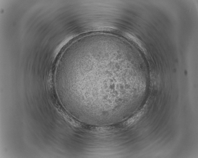 X0000072970875200608041215