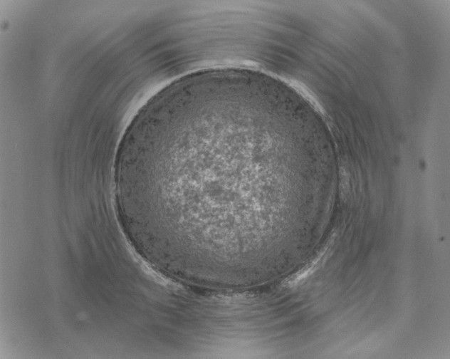 X0000072970895200608041215