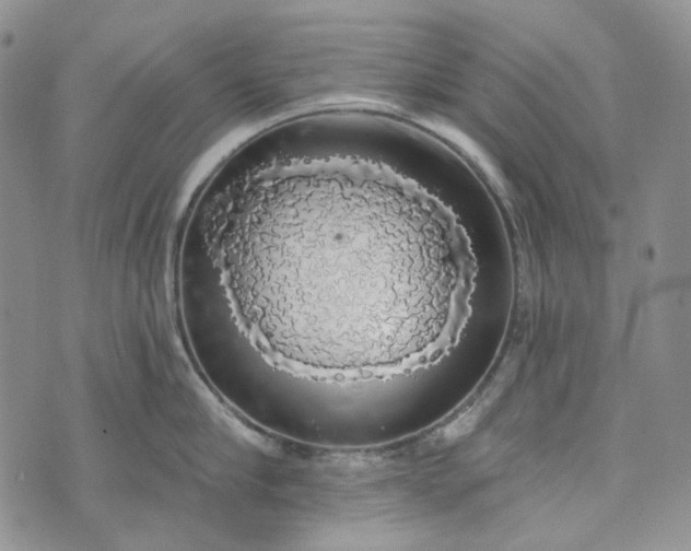 X0000072970910200608041215