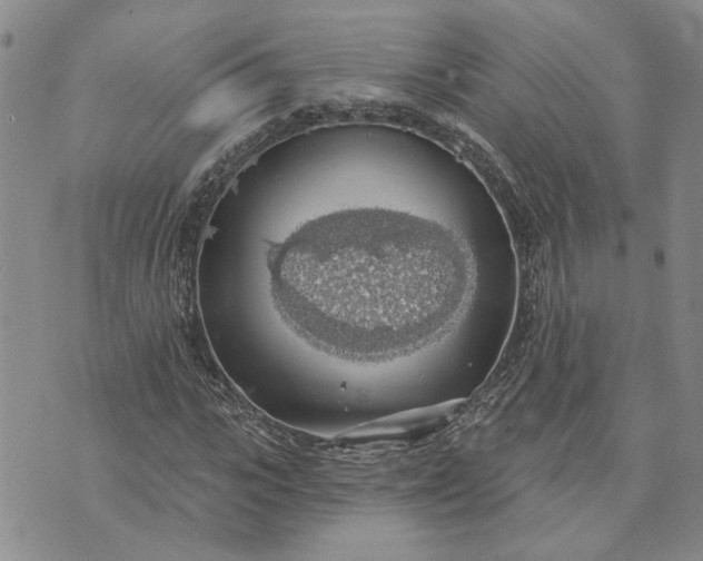 X0000072970919200608041214