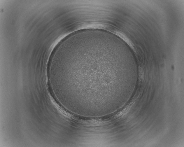 X0000072970980200608041214