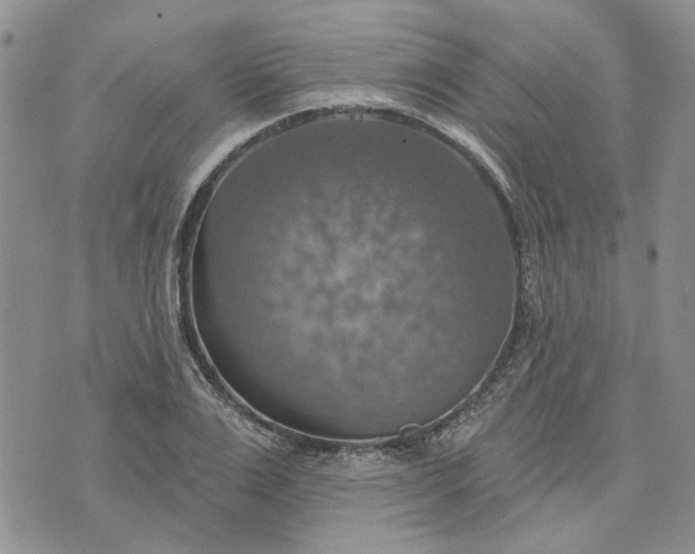 X0000072970983200608041214