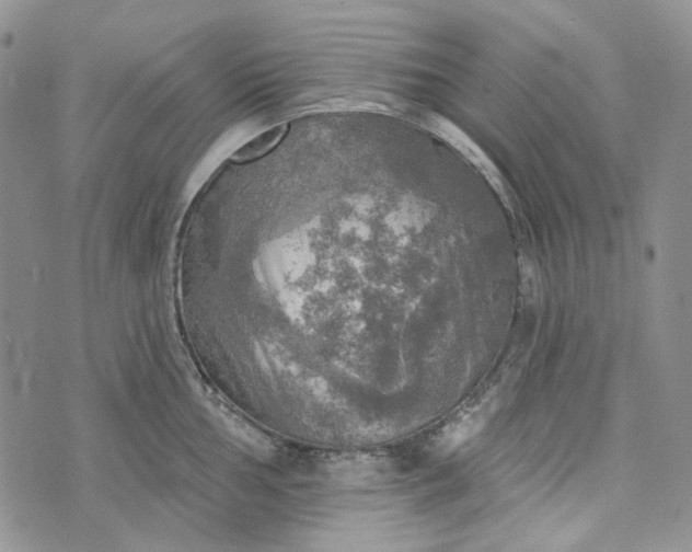 X0000072971002200608041213