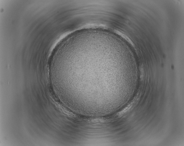 X0000072971021200608041212