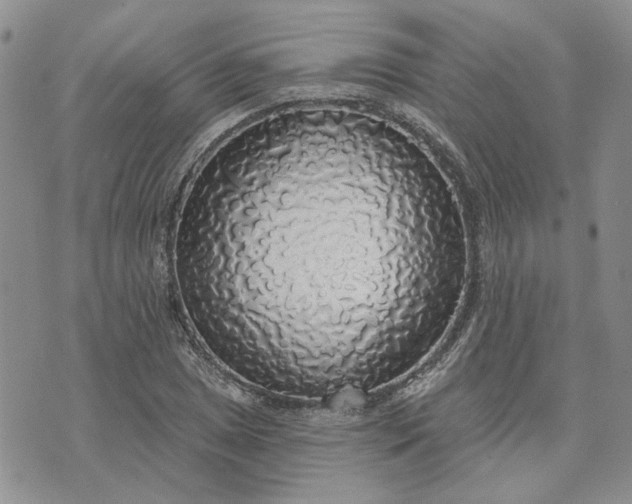 X0000072971025200608041213