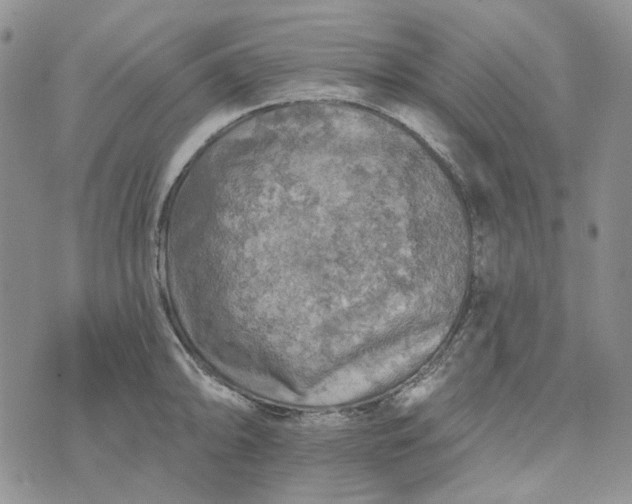 X0000072971094200608041212