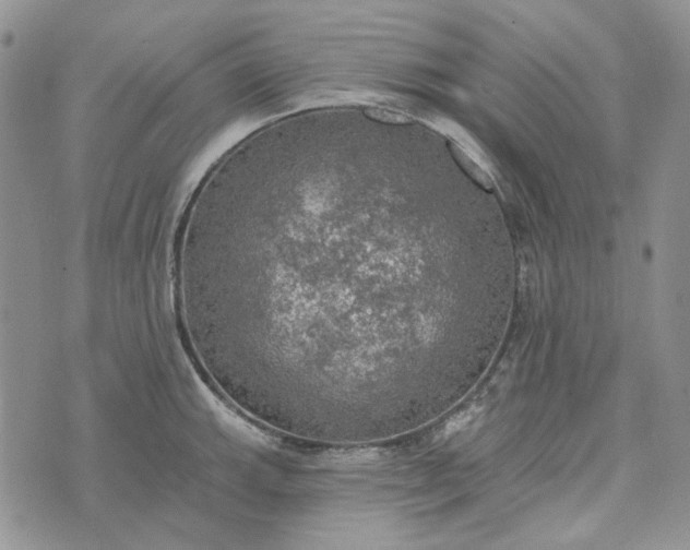 X0000072971143200608041211