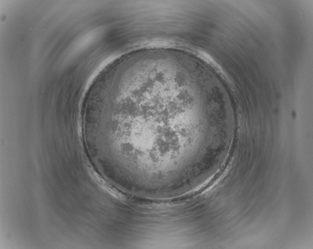 X0000072971232200608041210