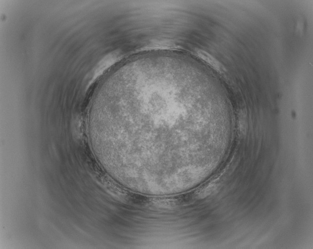 X0000072971258200608041209