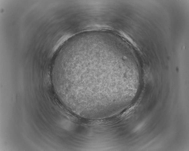 X0000072971259200608041209