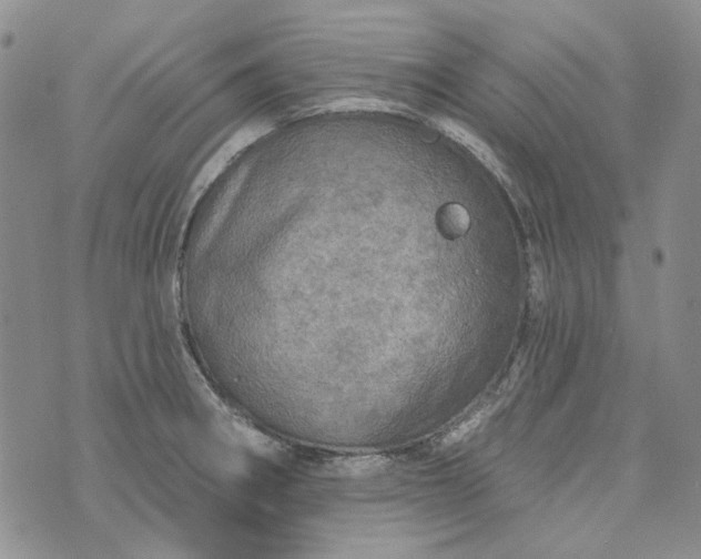 X0000072971282200608041209