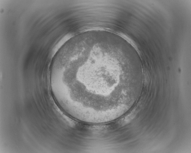 X0000072971290200608041208