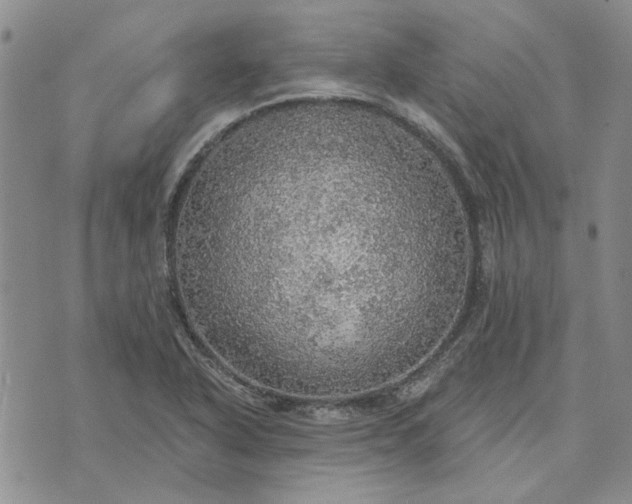 X0000072971318200608041208