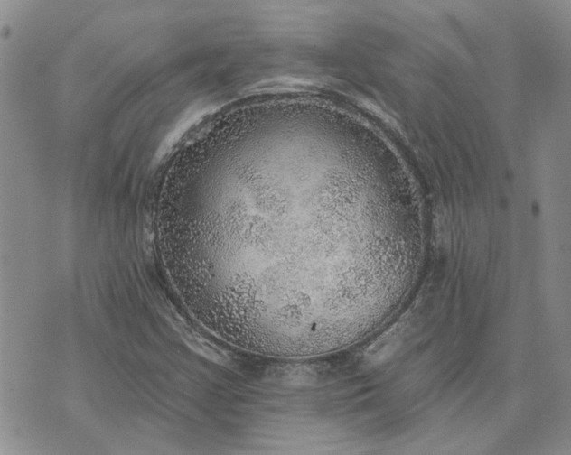 X0000072971355200608041207