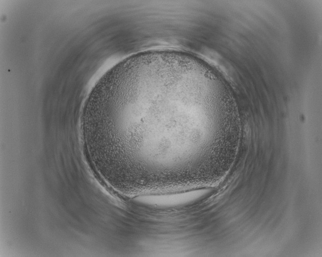 X0000072971375200608041207